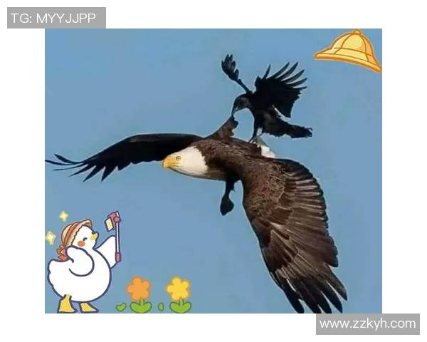 飞翔天空的王者老鹰的生存智慧与自然魅力探索